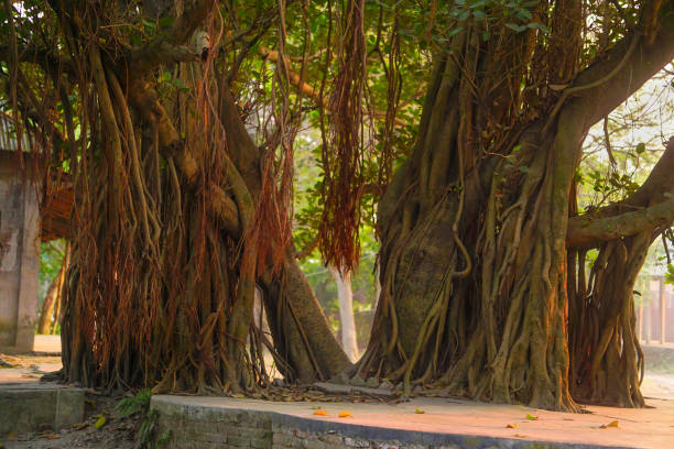 istock Banyan Tree Close Up Shot With Lots Of Roots 2195591454