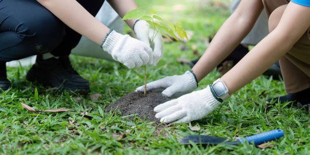 istock Volunteers planting trees for environmental conservation, saving the world through community service 2195594716