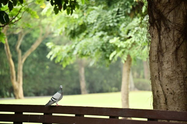Feral pigeons are common in Taiwan’s cities, often seen in parks, plazas, and rooftops. Descended from escaped racing pigeons, they adapt well to urban life.
