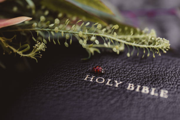 Holy Bible cover with gold writing