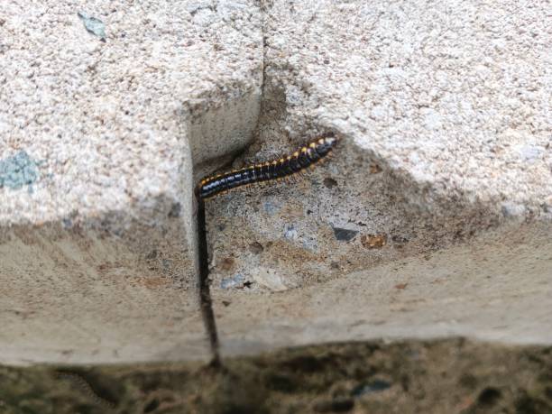 istock Yellow spotted milipede on the rock 2195596735