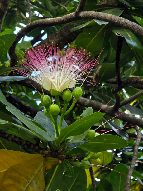 istock Barringtonia asiatica flowers or Fish Poison 2195600490