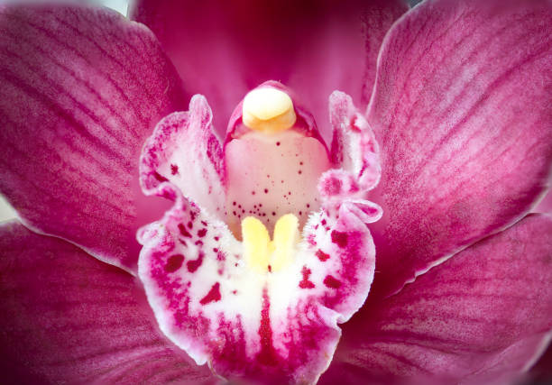 Pink orchid flower close-up macro