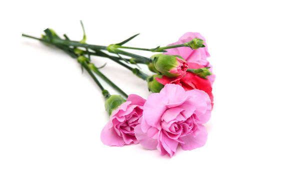 istock Decorative pink carnation flower 2195601939