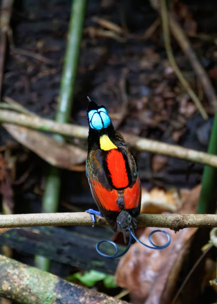 istock Wilson's Bird of Paradise male 2195601948