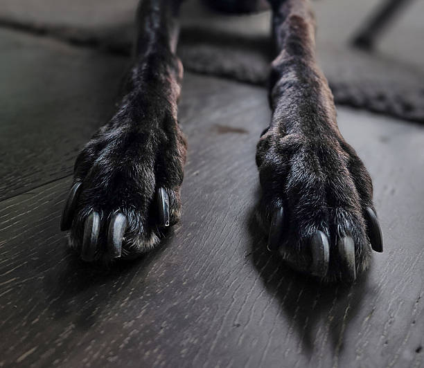 istock Close up of two greyhound dog paws 2195602854