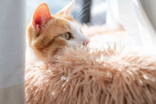 istock Cute cat relaxing by the window 2195602916