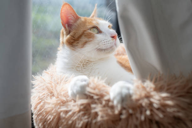 istock Cute cat relaxing by the window 2195602939
