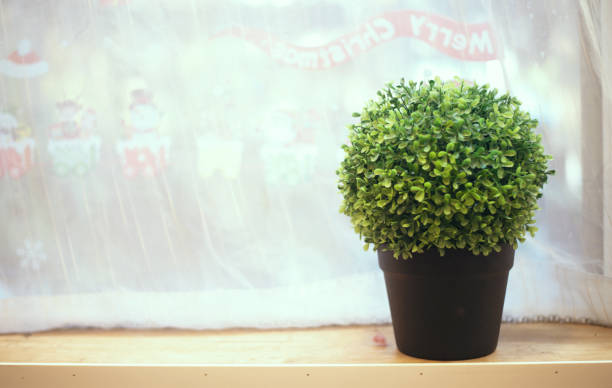 Flower with green leaves in front of the white window. fresh style background