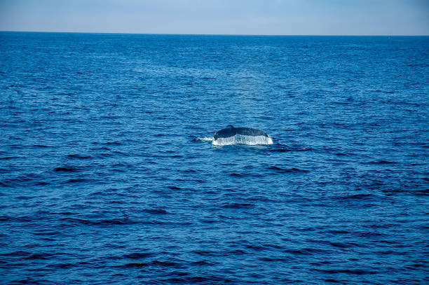 A whale tail in the Atlantic Ocean