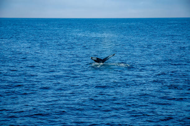 istock Whale tail  in the Atlantic Ocean 2195604937