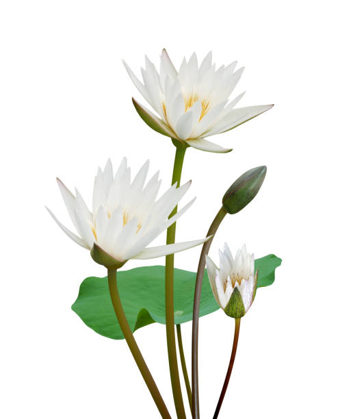 istock White lotus flowers isolated on white background. 2195604993