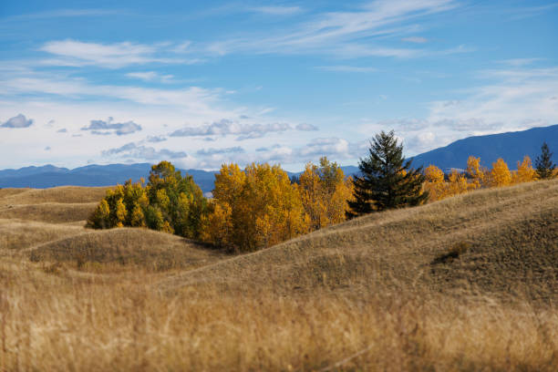 A serene autumn scene featuring rolling hills, golden trees, and a vibrant blue sky with scattered clouds. Captured in the countryside, this photo highlights the beauty of nature's transition during the fall season.