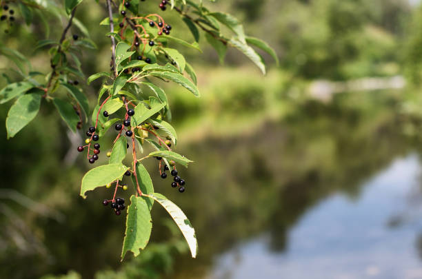 Southern Urals, bird cherry (Prunus padus) berries on a branch.