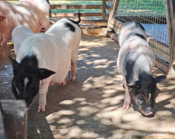 istock feeding pigs on the farm 2195608450