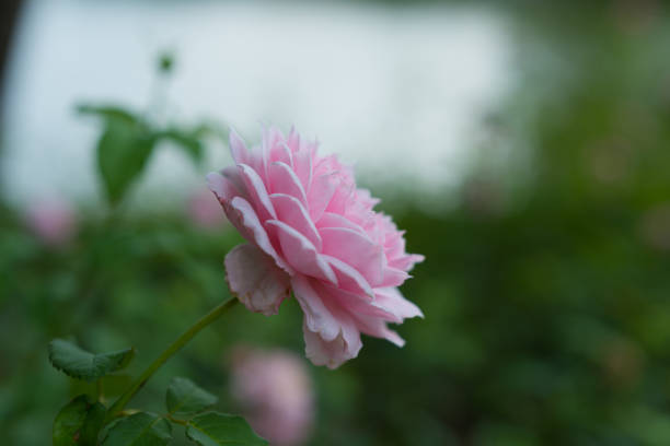 Pink rose in the park
