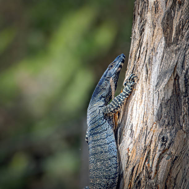 istock Lace Monitor Goanna (Varanus varius) 2195612092