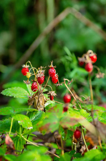 Southern Urals, strawberries (Fragaria vesca) in the grass.