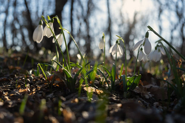 Snowdrops Galanthus nivalis in the forest close-up.