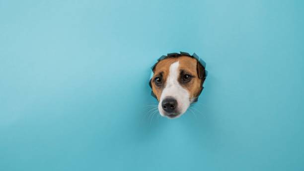 Funny dog muzzle from a hole in a paper blue background. Copy space.