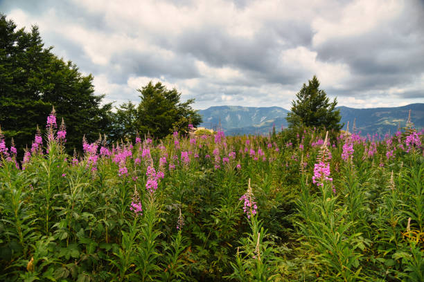 Beautiful  nature at the mountain in summer