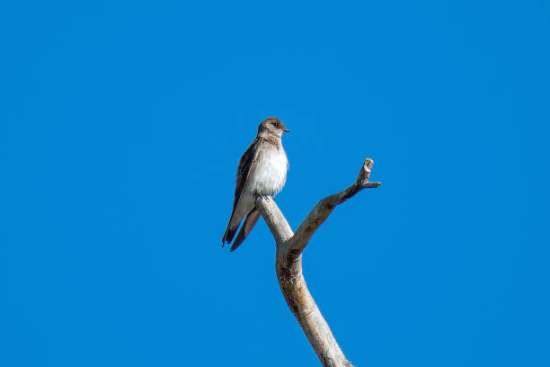istock Northern rough-winged swallow perching on a tree branch 2195615770