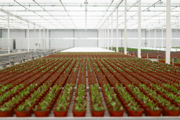 istock Rows of potted plants in bright greenhouse 2195616340