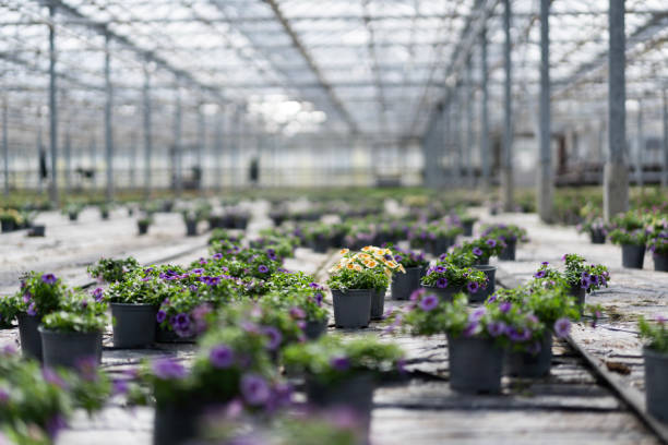 Rows of vibrant flowers growing in a large greenhouse environment