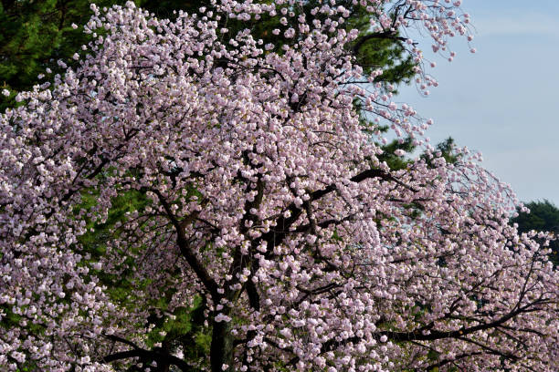 Double cherry blossoms are in full bloom, taken in a public park in Tokyo in mid-April.
