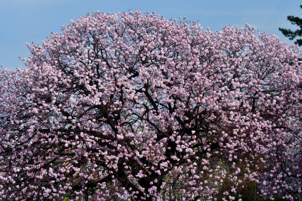 Double cherry blossoms are in full bloom, taken in a public park in Tokyo in mid-April.
