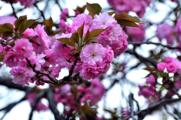 Double cherry blossoms are in full bloom, taken in a public park in Tokyo in mid-April.