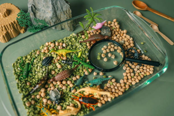 istock Educational sensory play setup for kids featuring plastic insects, rocks, a magnifying glass, and dry green peas and chickpeas in a glass container. Creative nature-inspired exploration activity 2195619212