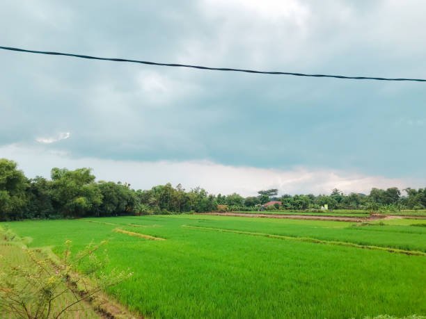 istock panorama of green rice fields and cloudy sky. atmosphere in the fields of central java indonesia 2195622289