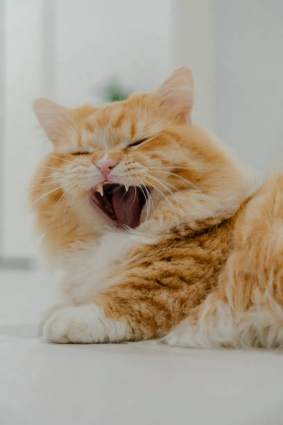 istock Orange cat yawning on white bed 2195622452