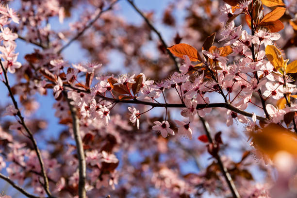 istock fruit trees blooming with red flowers in the garden 2195623434