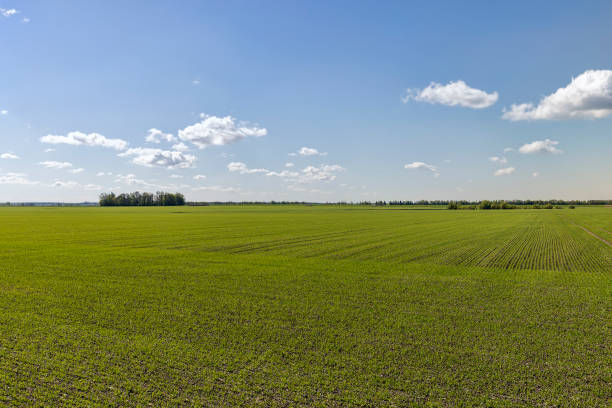 istock green wheat sprouts in a farmer's field 2195623627