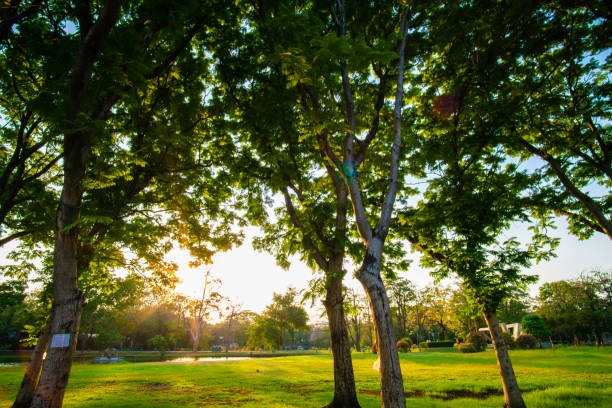 Evening sunset light blue sky with green meadow grass lawn with tree forest city public park nature green background