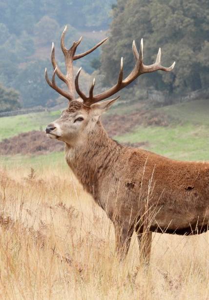 istock Royal red deer stag posing in profile in meadow 2195627203