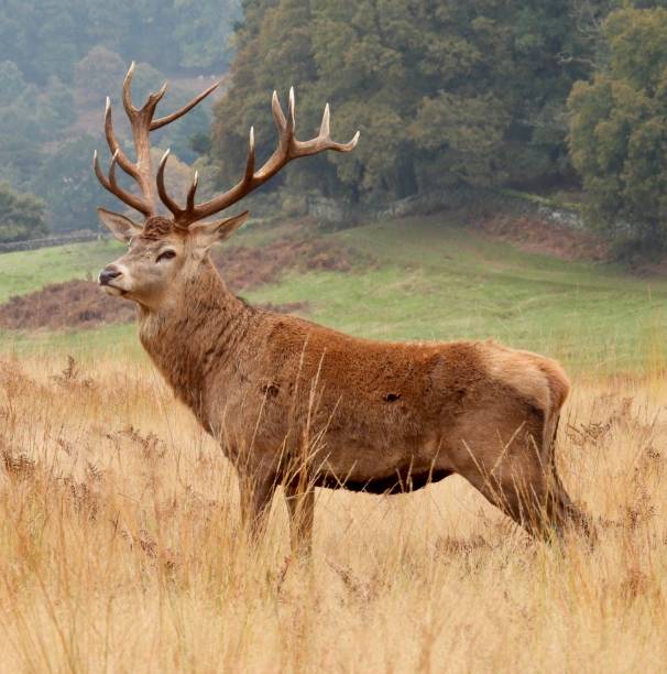 istock Royal red deer stag posing in meadow 2195627224