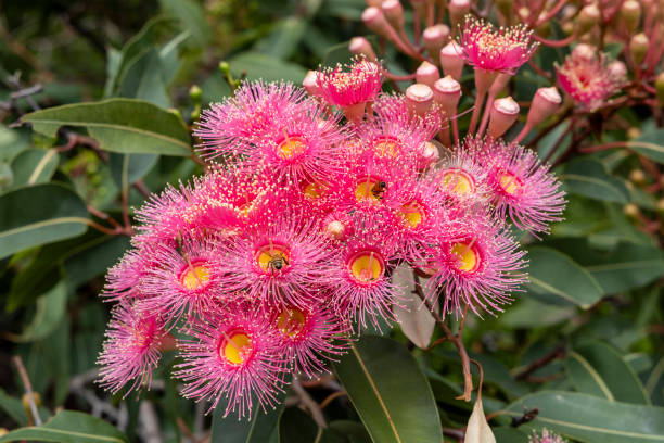 istock Pink Flowering Gum 2195627716