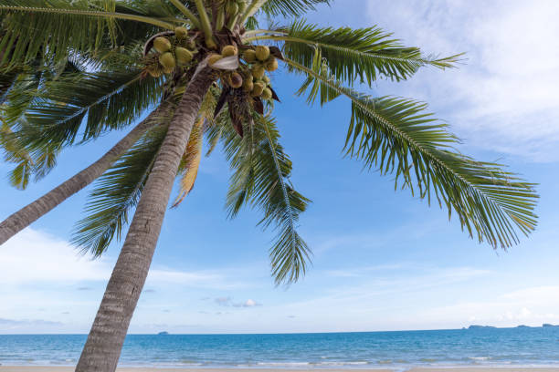 istock Beautiful nature sea summer background,Sand beach 2195627773