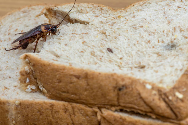 Close up of cockroach on a Whole wheat bread