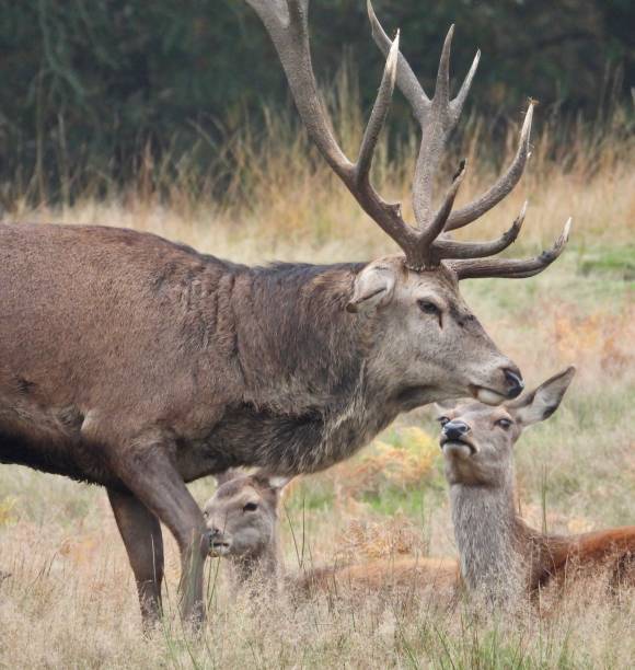 istock Monarch red deer stag close up with hinds 2195628475