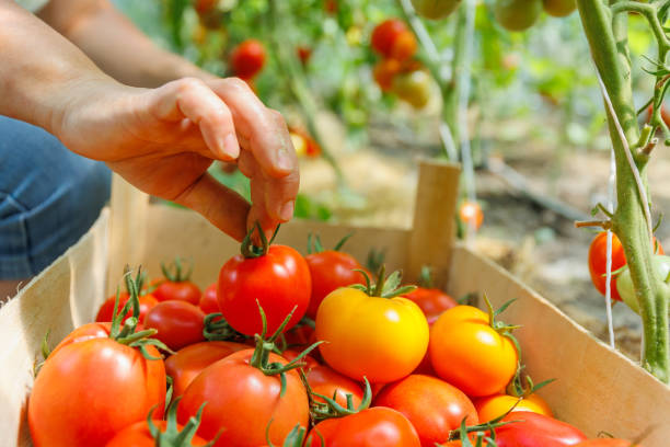istock woman's hands harvesting fresh organic tomatoes putting in box, 2195628572