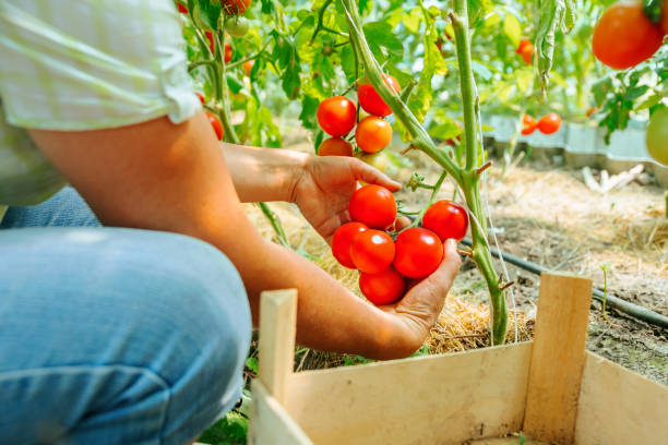 istock Woman farm worker hands picking fresh ripe organic tomatoes. 2195628578
