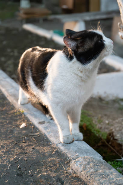 istock Black and White Cat Outdoors 2195628822