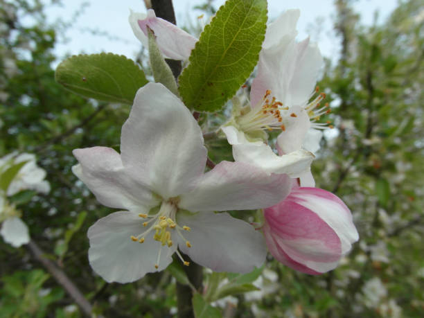 istock apple blossom close-up with pink buds 2195629311