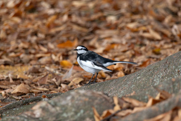istock Motacilla alba lugens, known as the White Wagtail, rests on a tree trunk surrounded by fall foliage. 2195630110