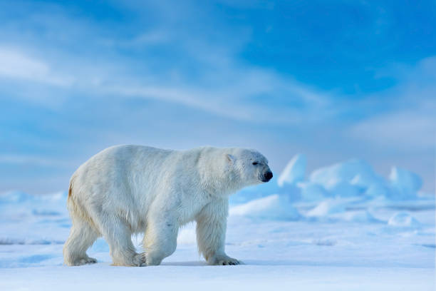 istock Ice walk, polar bear in the Artic, Svalabard, Norway. 2195630533