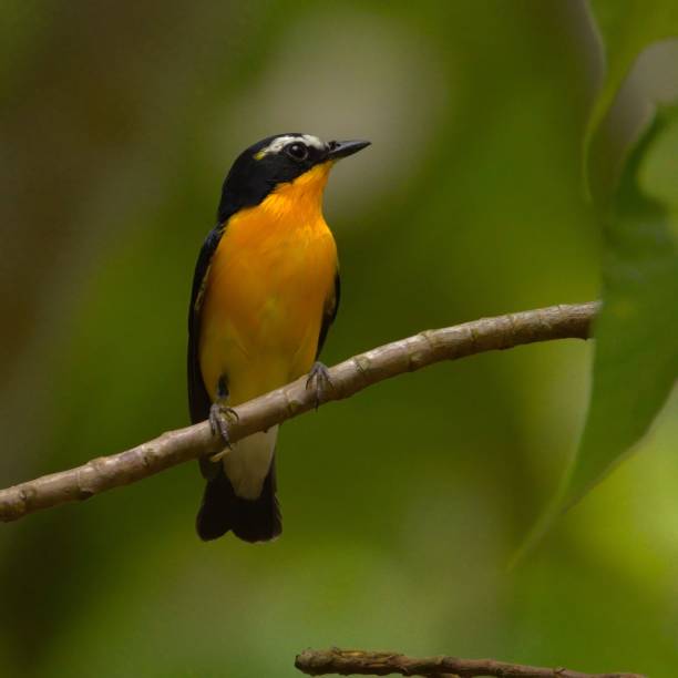 istock Vibrant yellow bird on a branch. 2195630595